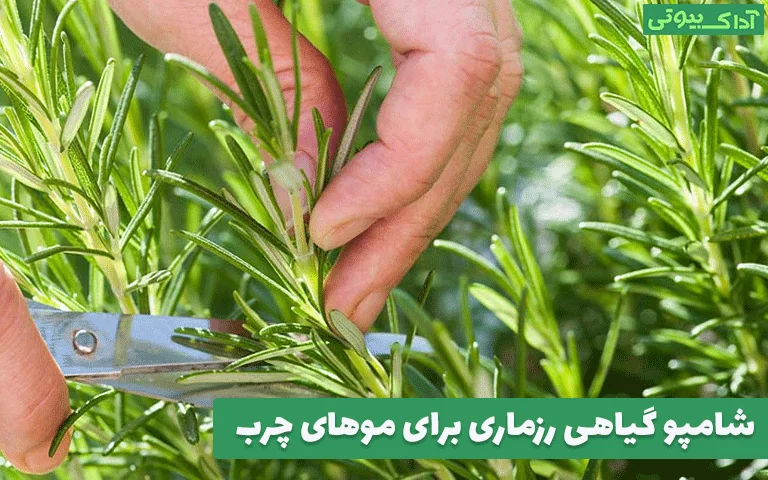 شامپو گیاهی رزماری برای موهای چرب؛ موارد استفاده و نتایج