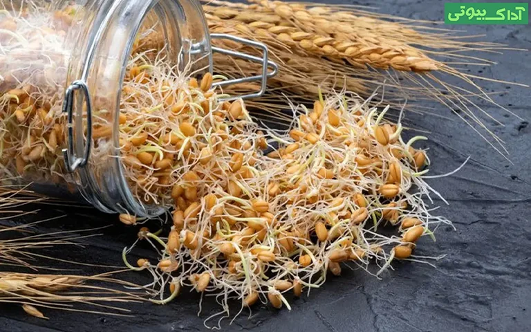 جوانه گندم؛ منبع غنی ویتامین‌ها و پروتئین‌ها