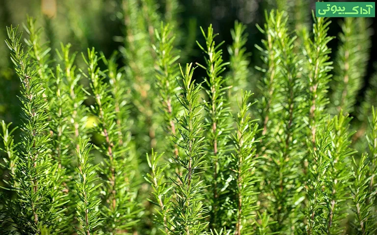 بررسی اشتباهات استفاده از شامپو رزماری